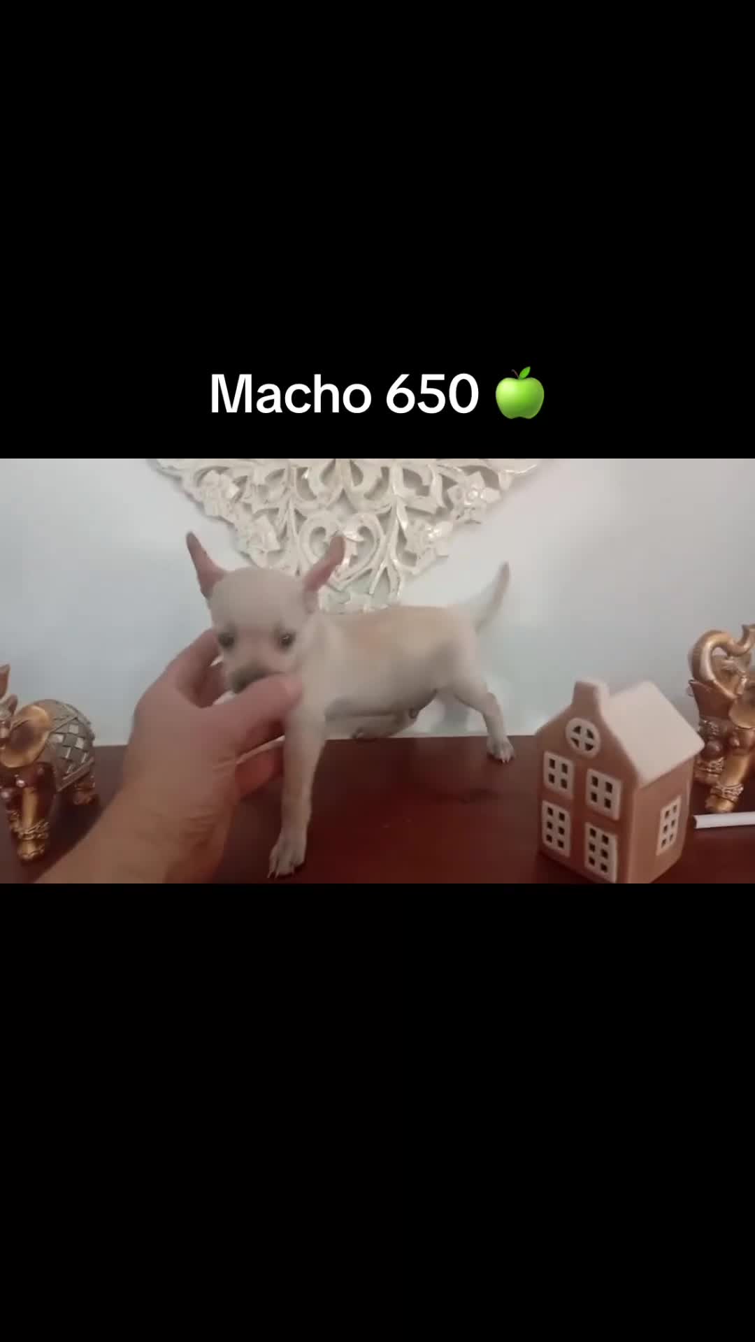 Chihuahua perros en venta: Chihuhuas machos  - Video 2