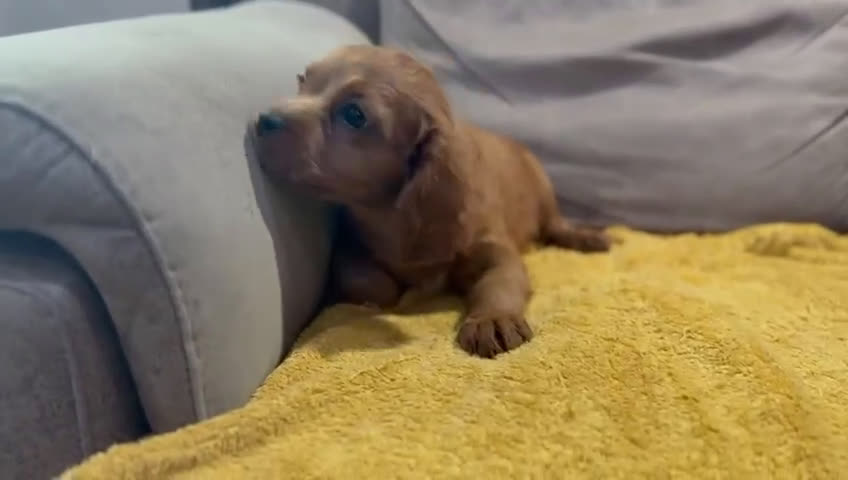 Cavapoo perros en venta: Camada perritos raza Cavapo en Granada - Video 3