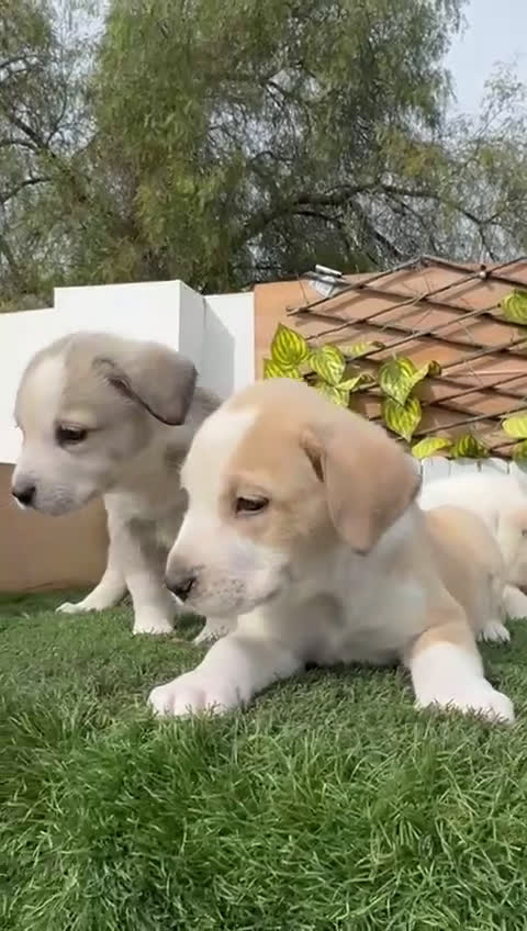 Mastín Español perros en venta: MASTIN ESPAÑOL - Video 2
