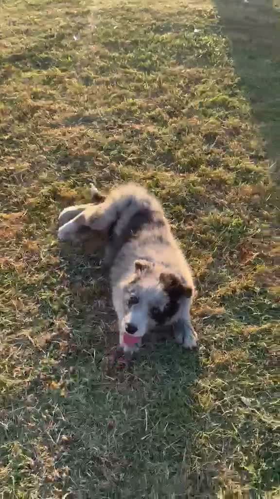 Border Collie perros en venta: Cachorros de Border Collie - Video 1