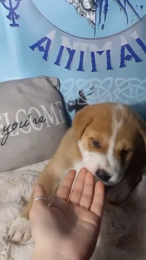 Raza Mixta perros en venta: Cachorros de sharpei con husky Siberiano  - Video 1