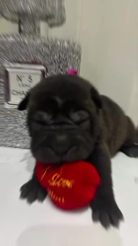Shar Pei perros en venta: Se vende cachorros shar pei - Video 2