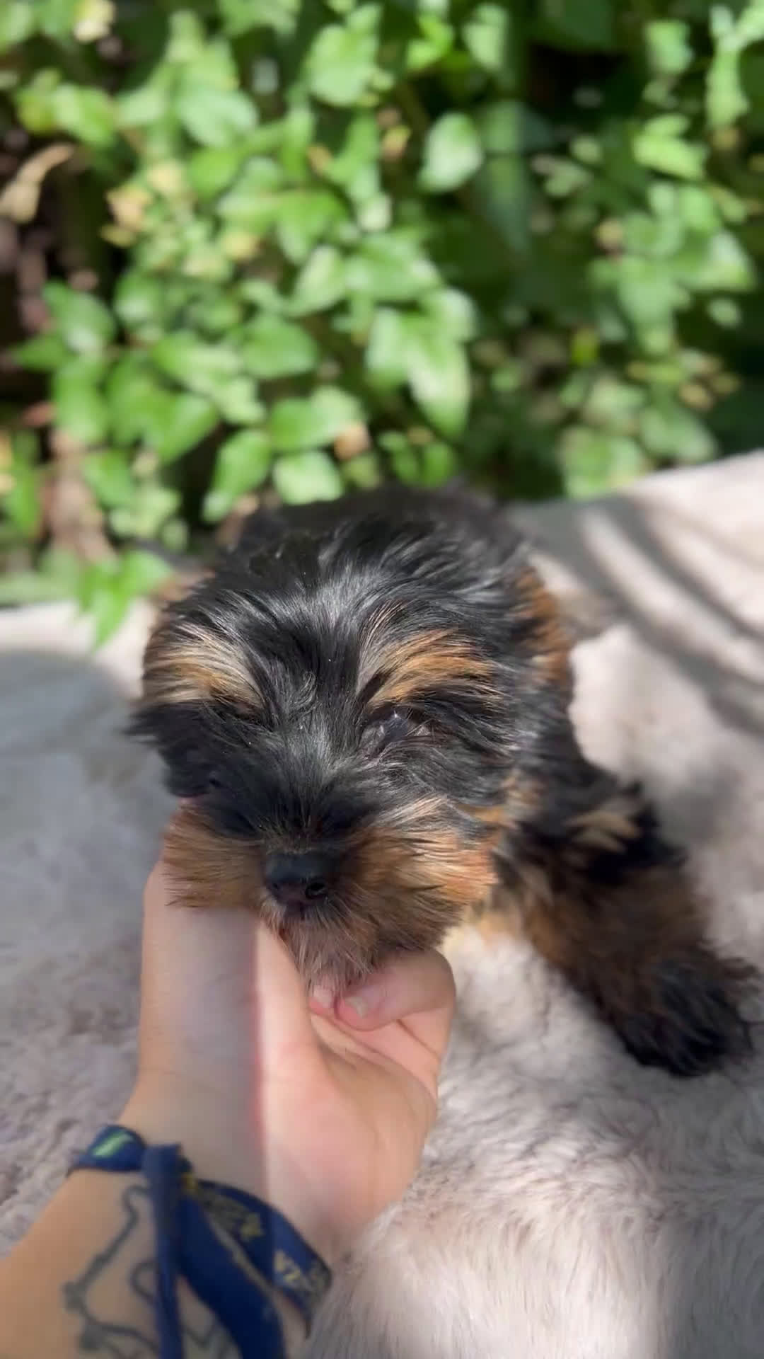 Yorkshire Terrier perros en venta: Yorkshire Toy  - Video 1