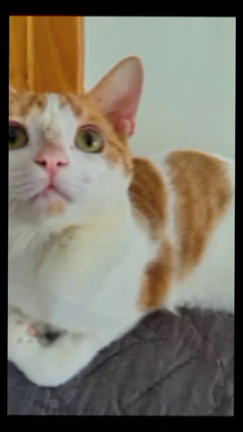 Europeo de Pelo Corto gatos en adopcion: VAINILLA BUSCA HOGAR - Video 1