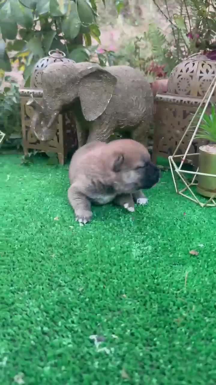 Shiba Inu perros en venta: Shiba Inu bebes preciosos negros y rojos  - Video 2