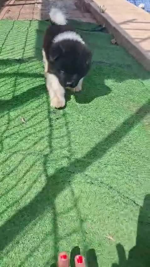 Akita Americano perros en venta: Akita Americano - Video 1