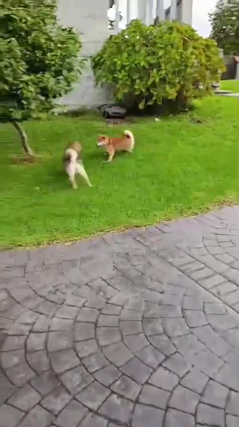 Shiba Inu perros en venta: SHIBA INU EN PONTEVEDRA - Video 2