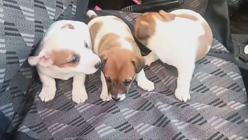 Jack Russell Terrier perros en venta: Jack Russell  - Video 1