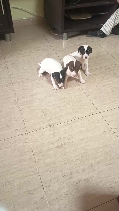 Otras razas perros en venta: BODEGUEROS PURA RAZA OPORTUNIDAD  - Video 1
