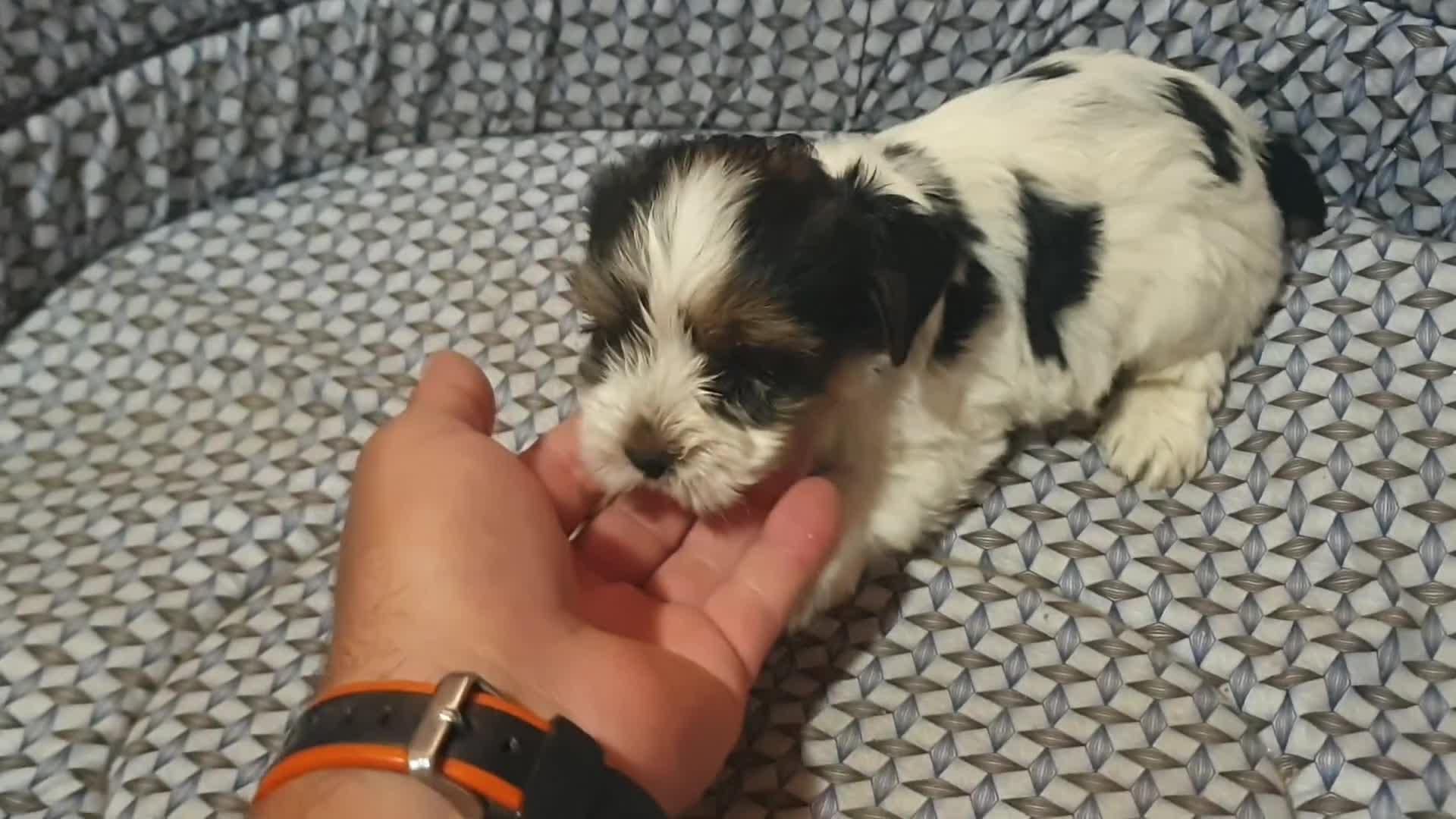 Biewer Yorkshire Terrier a la Pom Pon perros en venta: Biewer con pedigree - Video 4