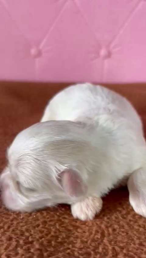 Shih Tzu perros en venta: Shih Tzu hembras !!!! Disponibles  - Video 2