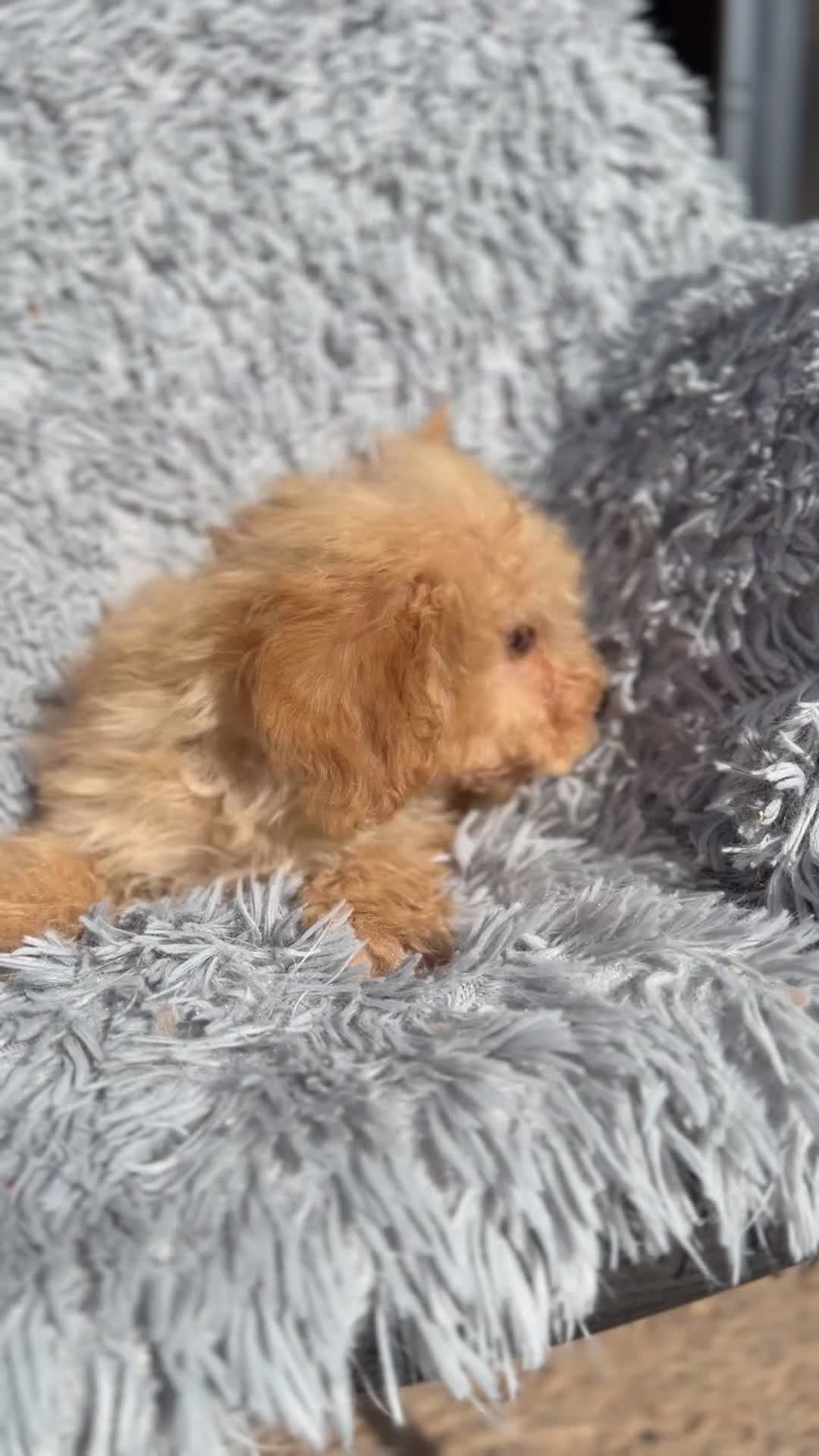 Maltipoo perros en venta: Maltipoo Toy Apricot  - Video 1