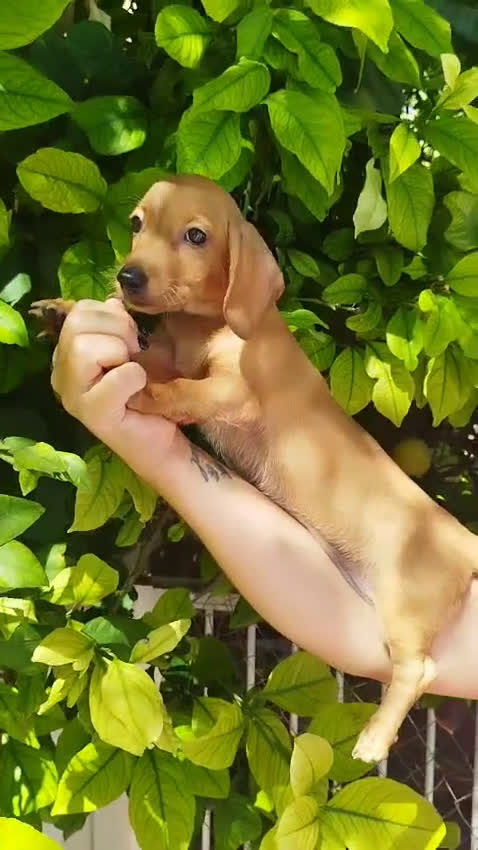 Teckel perros en venta: TECKEL CALIDAD Y SELECCIÓN  - Video 1