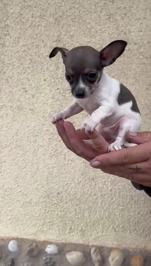 Chihuahua perros en venta: Chihuahua  - Video 2