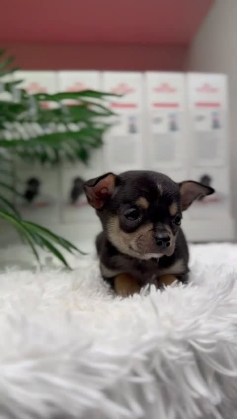 Chihuahua perros en venta: CHIHUAHUA MACHO - Video 2