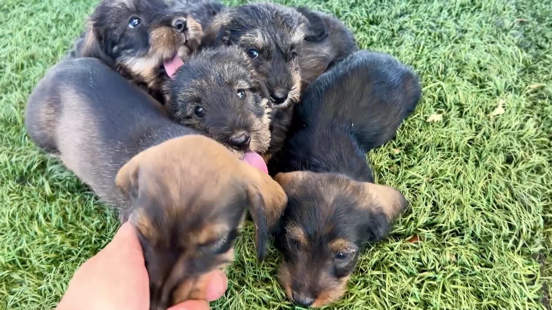 Teckel perros en venta: Teckel pelo duro Sevilla - Video 1