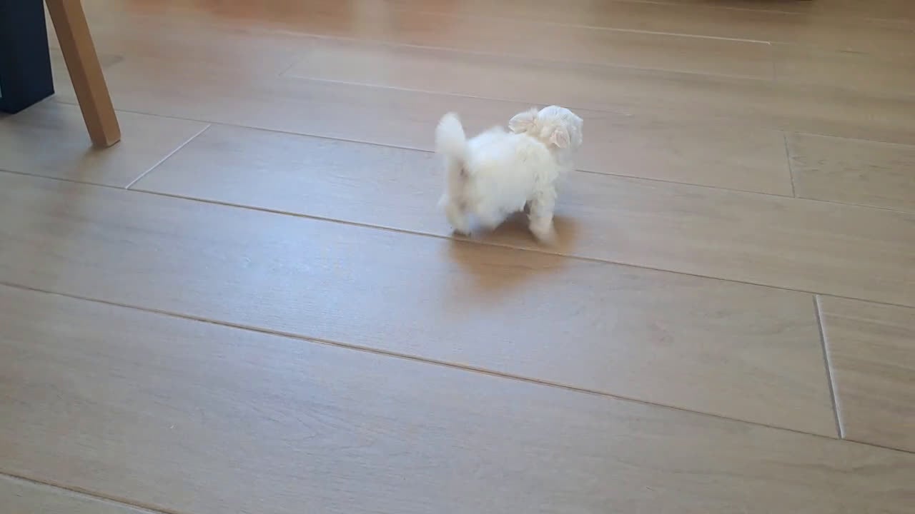 Bichón Maltés perros en venta: Bichon Maltes Micro Toy - Video 3