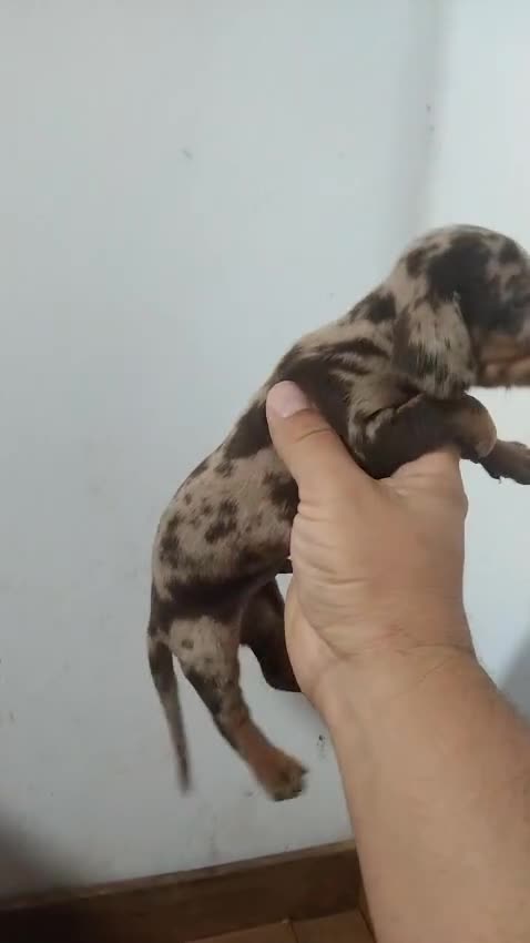 Teckel perros en venta: Espectacular camada de Teckel chocolate Arlequín - Video 1