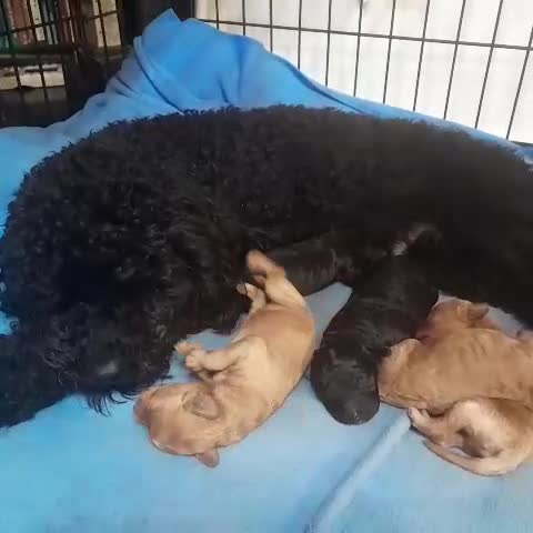 Caniche Toy perros en venta: CANICHE TOY - Video 1