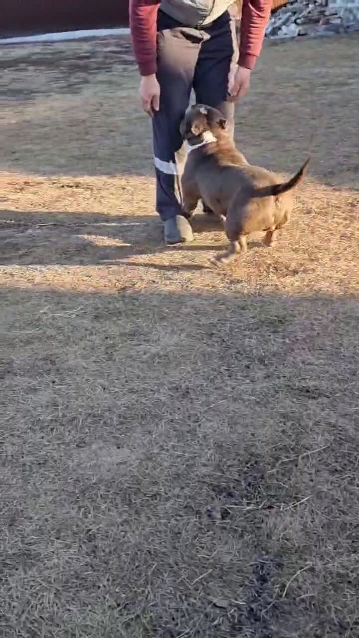 American Bully perros para monta: American Bully para monta en Alicante - Video 1