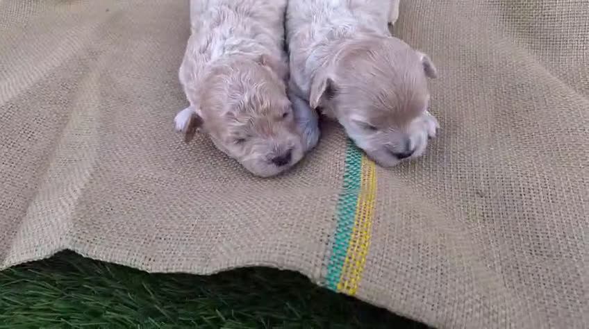 Maltipoo perros en venta: Maltipoo Toy disponibles  - Video 1