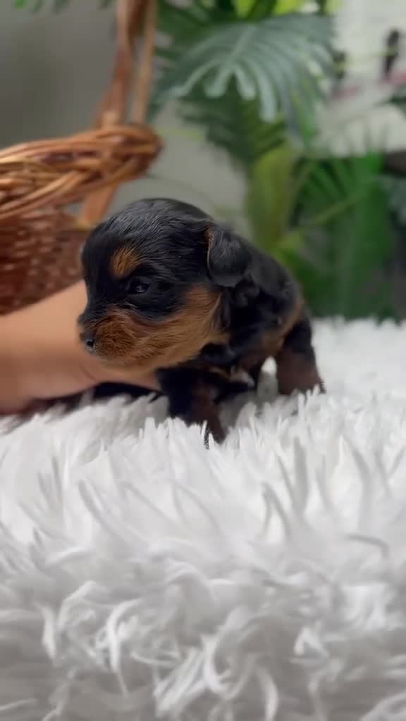 Maltipoo perros en venta: MALTIPOO  - Video 2