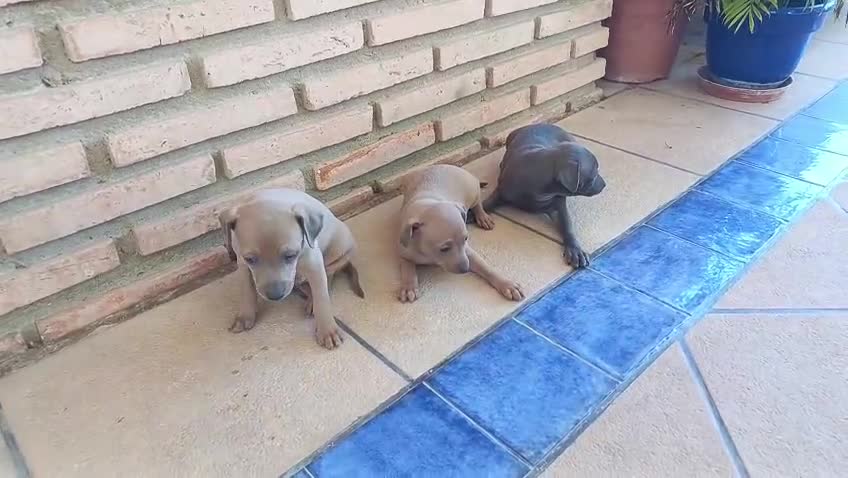 Pequeño Lebrel Italiano perros en venta:  Últimos!!Lebrel Italiano Picolo  - Video 2