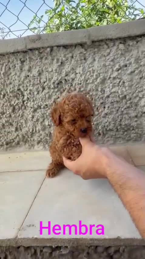 Caniche Toy perros en venta: Camada de caniches toy  - Video 5