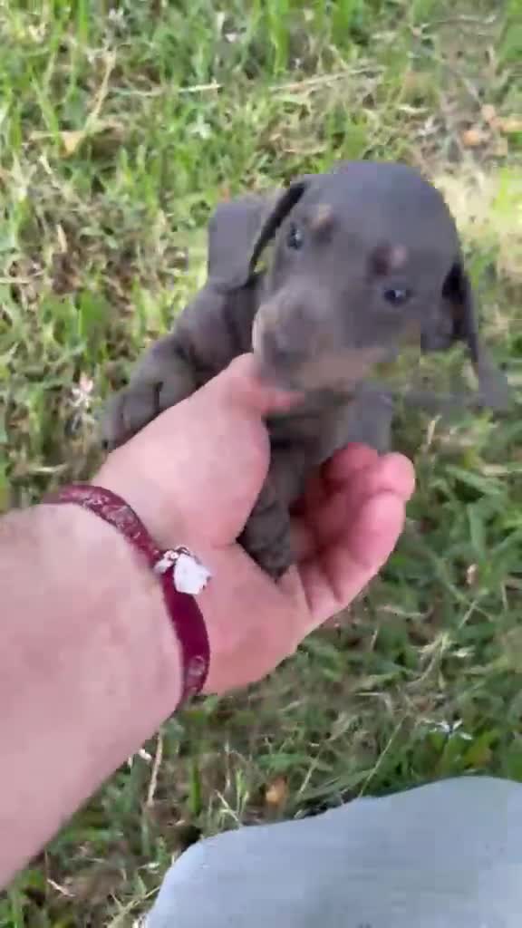 Teckel perros en venta: Teckels mini  - Video 1