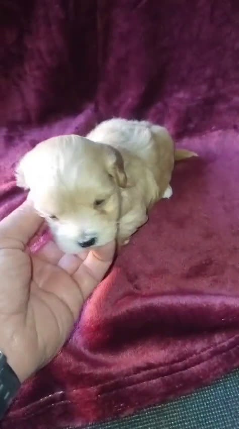 Maltipoo perros en venta: Cachorros de maltipoo toy - Video 1