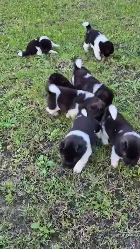 Akita Americano perros en venta: CAMADA DE AKITAS AMERICANOS - Video 1