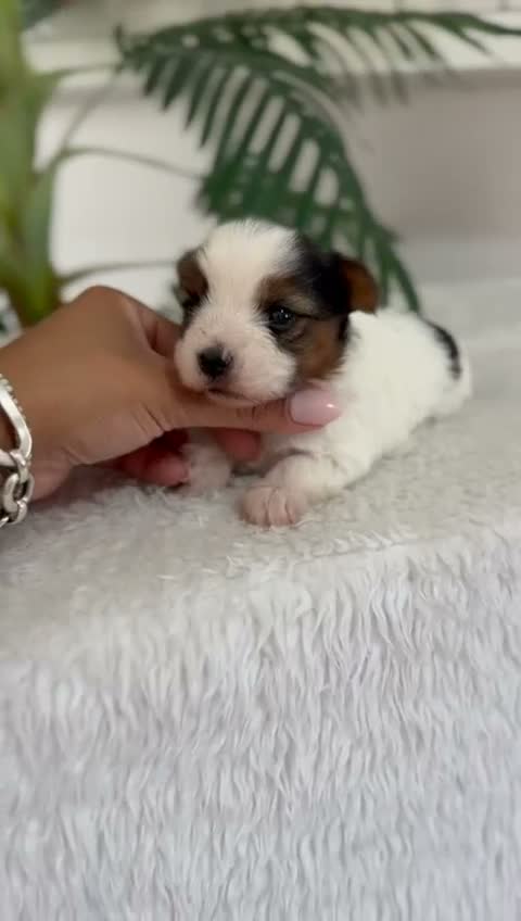 Yorkshire Terrier perros en venta: YORKSHIRE BIEWER - Video 2
