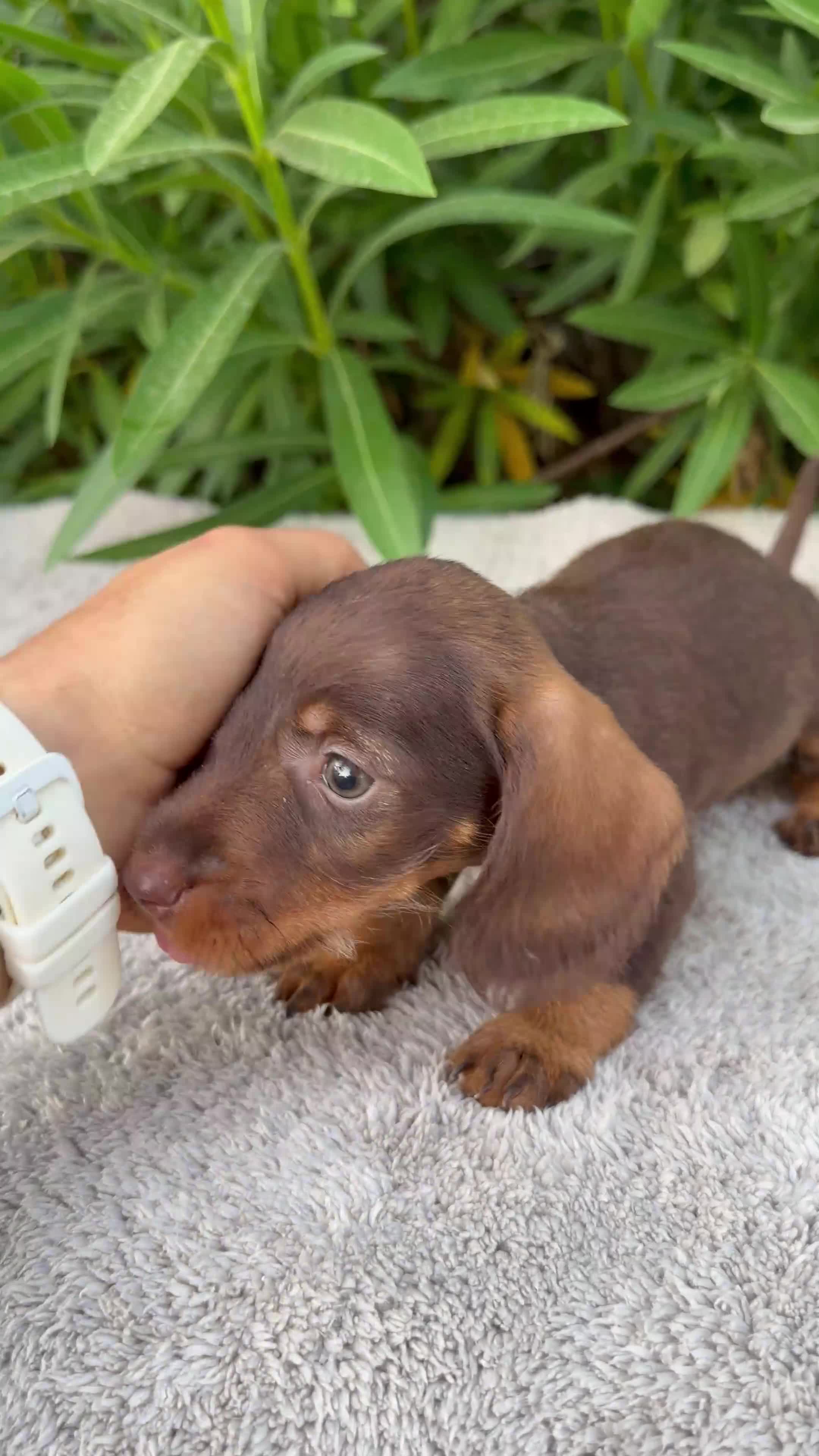 Teckel Miniatura perros en venta: TECKEL MINIATURA CHOCOLATE  - Video 1