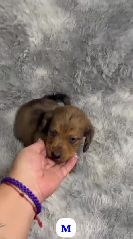 Teckel Miniatura perros en venta: TECKEL PELO LARGO  - Video 1