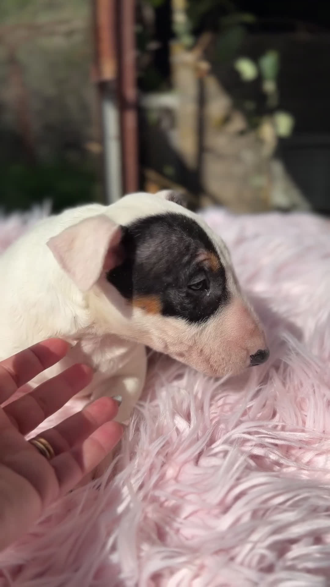 Bull Terrier Miniatura perros en venta: Bull terrier mini  - Video 1