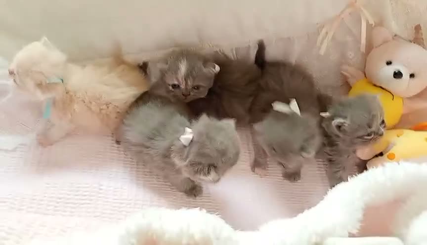 Persa gatos en venta: Gatitos persa y malayo - Video 1