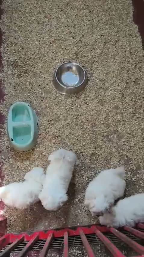 Bichón Maltés perros en venta: Bichon Maltes - Video 1