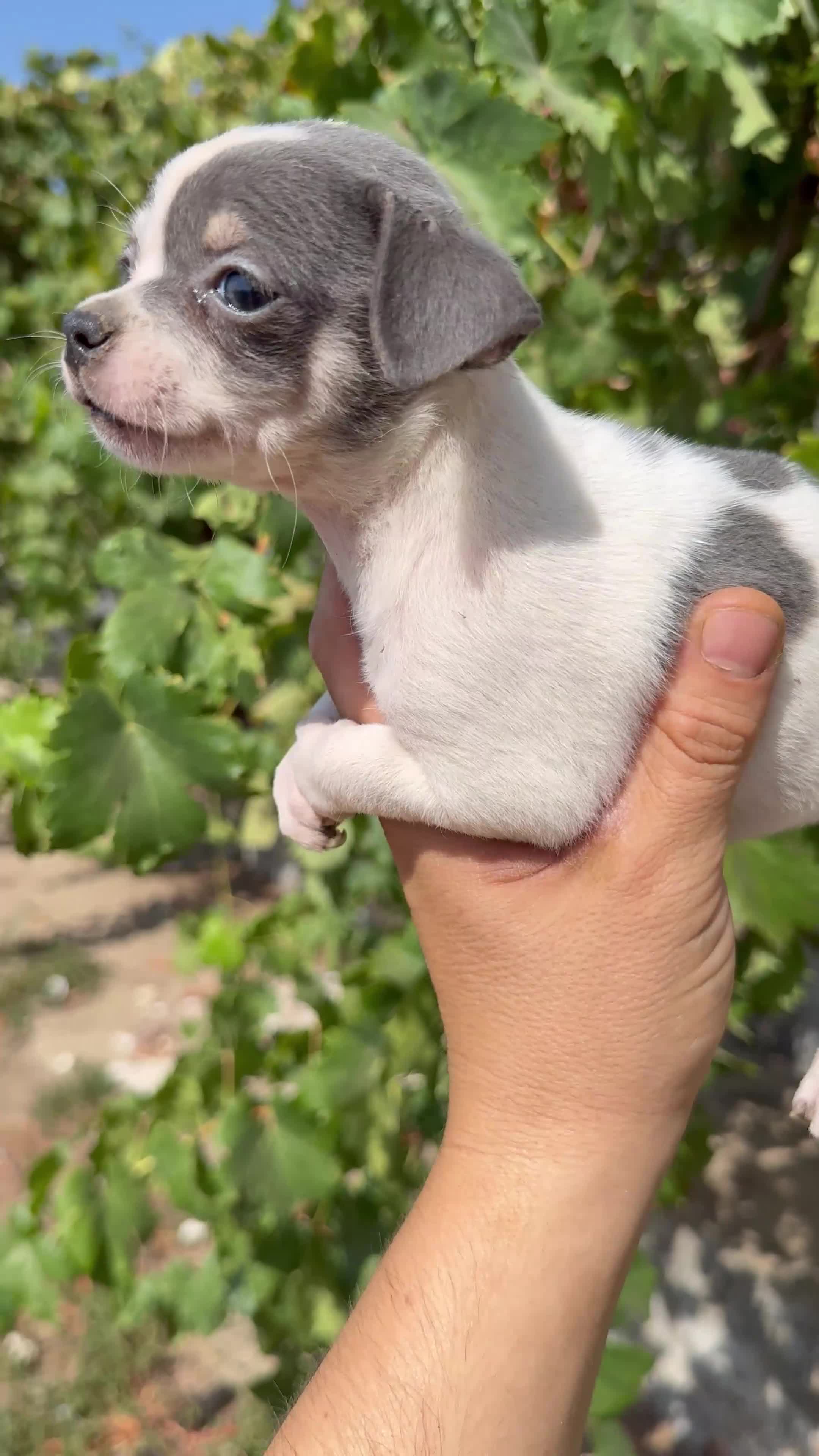 Chihuahua perros en venta: Chihuahua  - Video 3