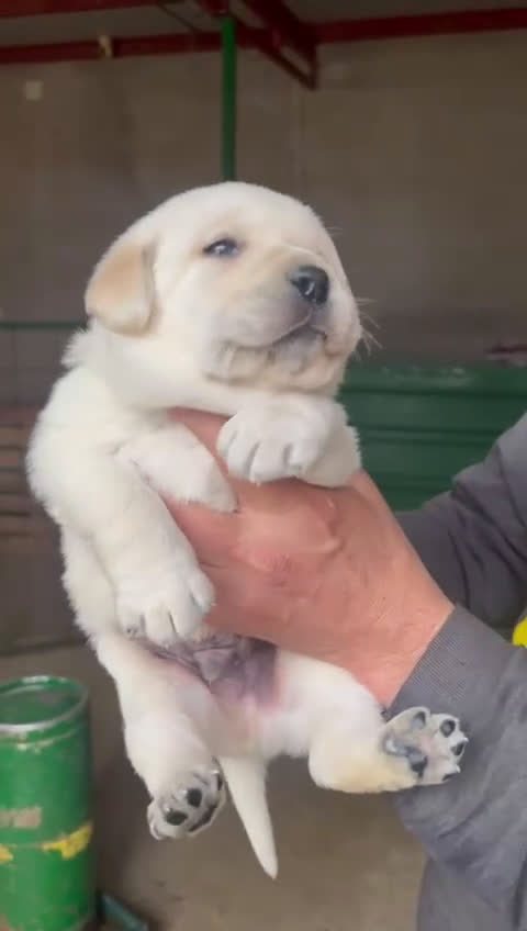 Labrador Retriever perros en venta: Labradores de Quercuscan  - Video 2