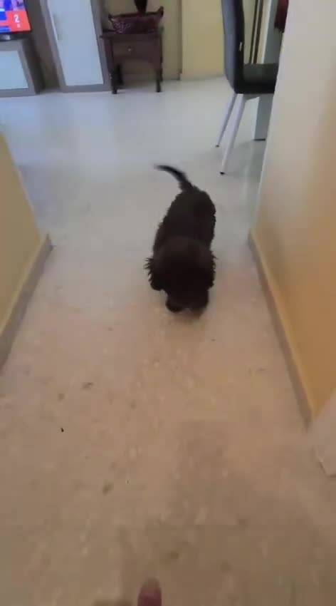 Perro de Agua Español perros en venta: Perra de agua - Video 2