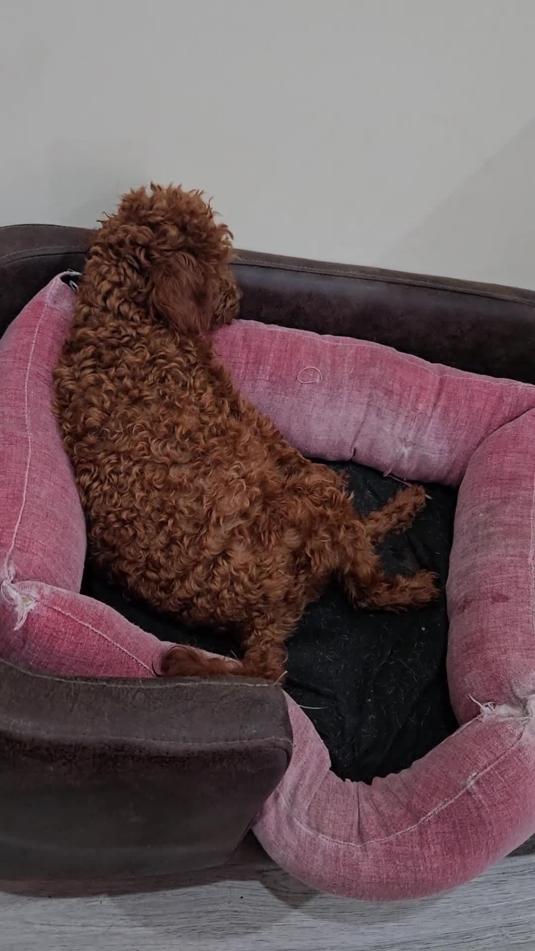 Caniche Toy perros en venta: Caniche toy - Video 1