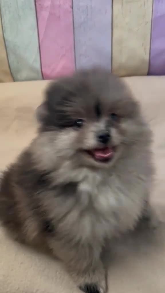Pomerania perros en venta: Pomerania Merle hembra !!! - Video 1