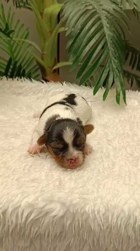 Yorkshire Terrier perros en venta: YORKSHIRE BIEWER HEMBRAS - Video 1
