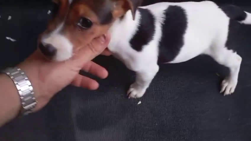 Jack Russell Terrier perros en venta: Camada de Jack Russell Terrier 450€ - Video 3