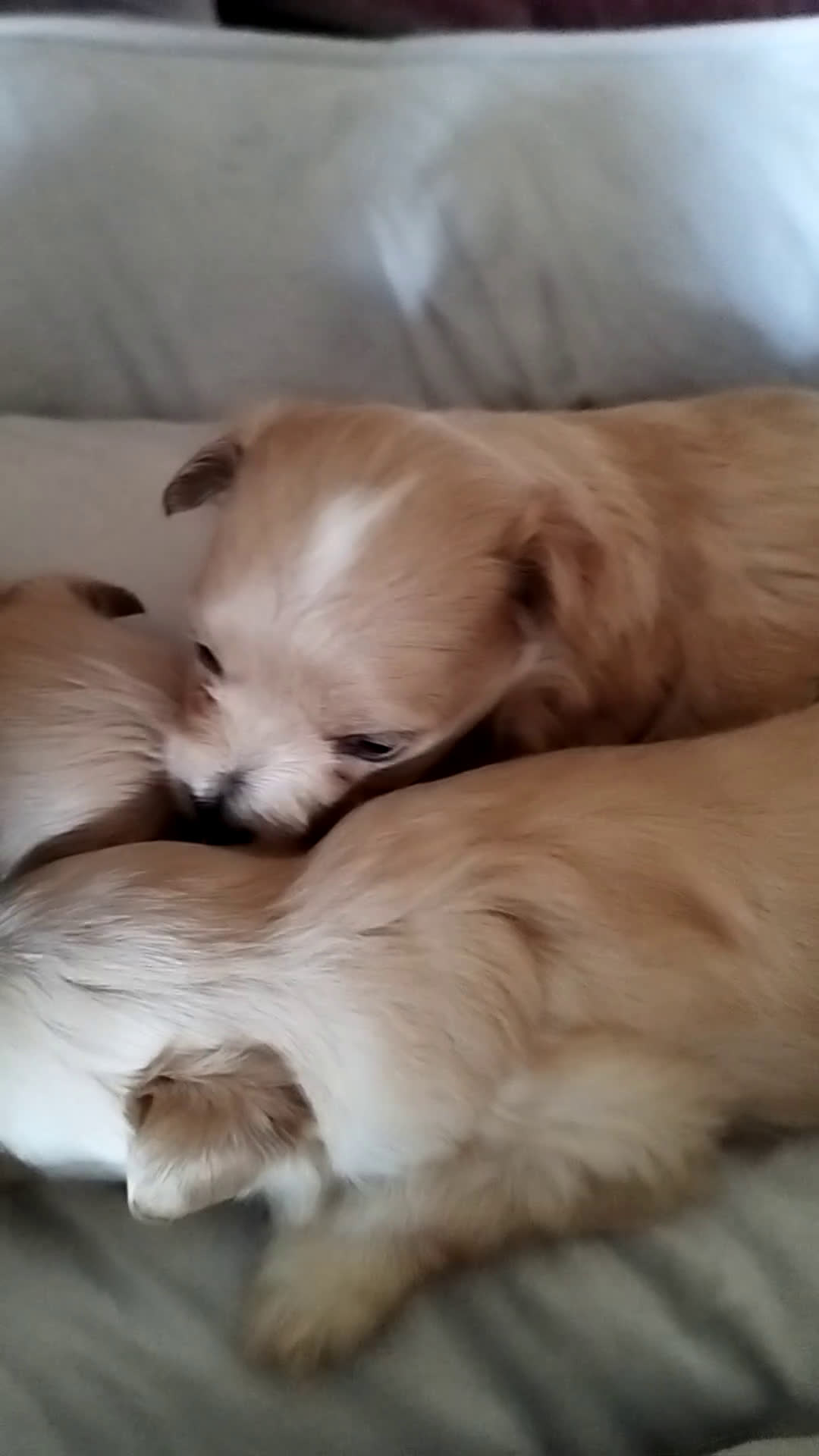 Maltipoo perros en venta: Maltipoo calidad y selección  - Video 1