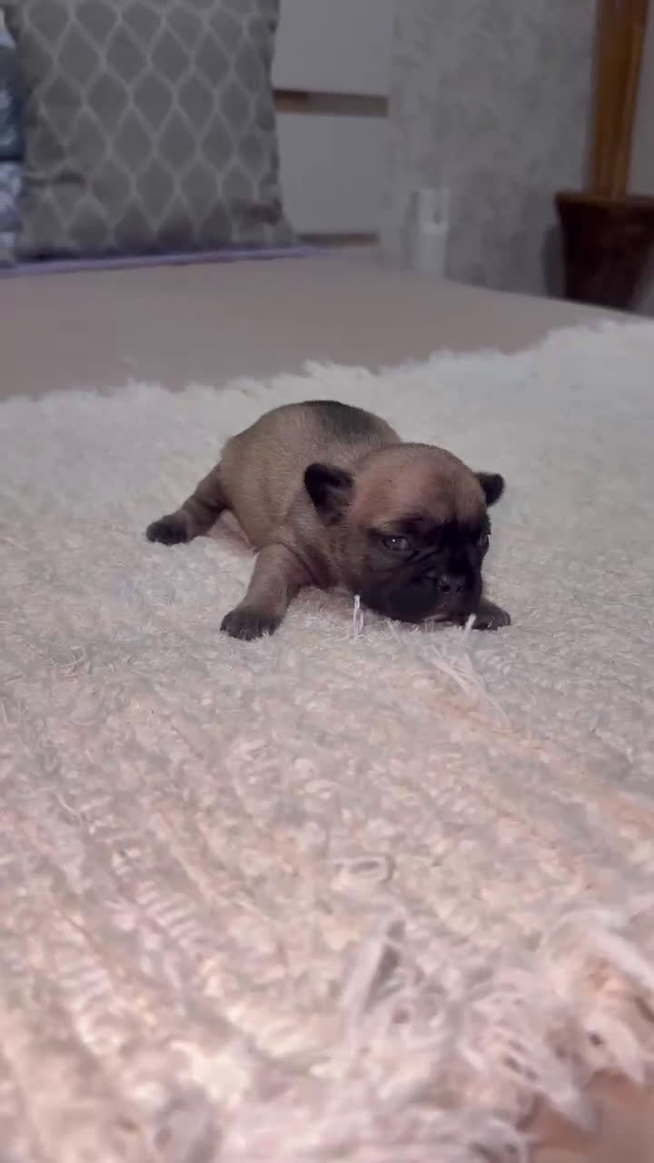 Bulldog Francés perros en venta: Bulldog francés espectacular morfología  - Video 1