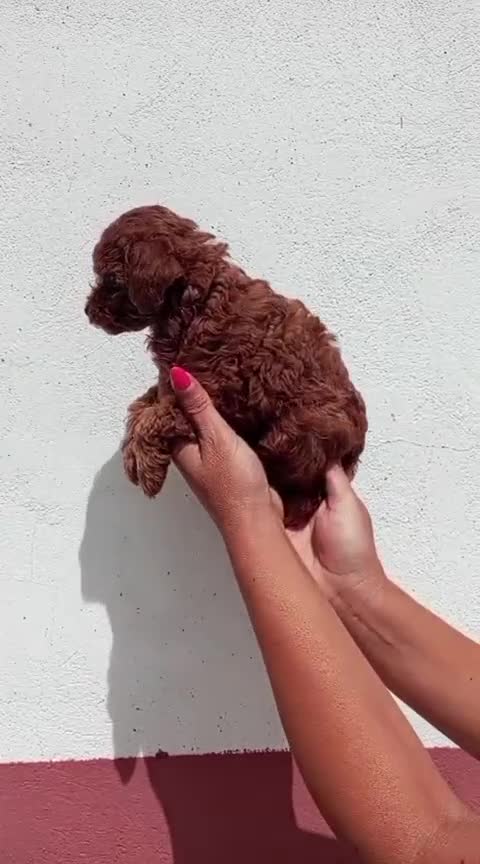 Caniche Toy perros en venta: Cachorros de Caniche Toy rojo pimentón - Video 2