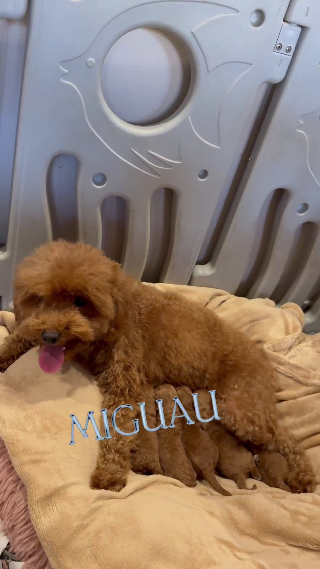 Caniche Toy perros en venta: Hembrita Toy roja - Video 2