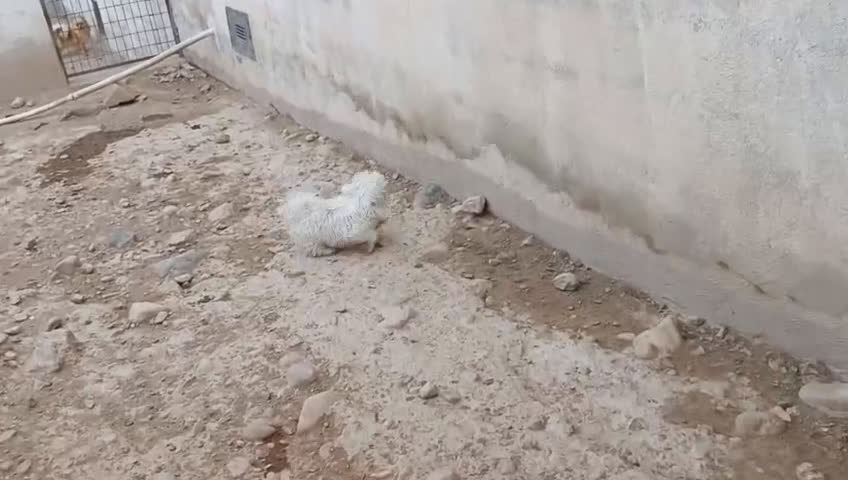 Bichón Maltés perros en venta: OFERTA MACHITOS de BICHON MALTES en Murcia - Video 1