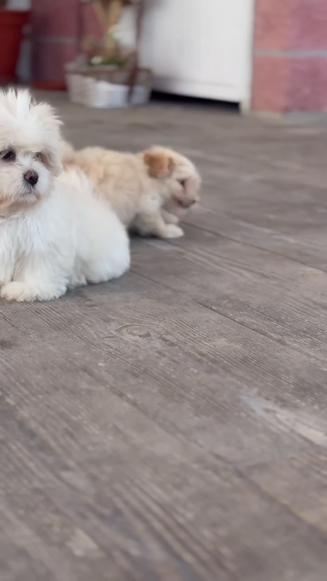 Maltipoo perros en venta: 🐾 Snow – Maltipoo macho blanco marfil 🐾 - Video 1